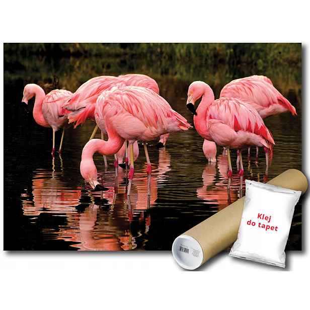 Fototapeta Plameňáci Ptáci 12C F2XL 312x219 F3616
