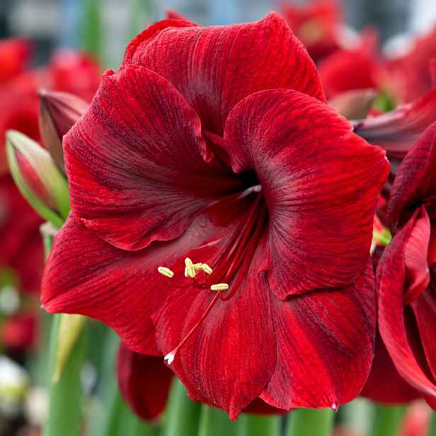JUB Podzim 26 Amarylis červený – Hippeastrum