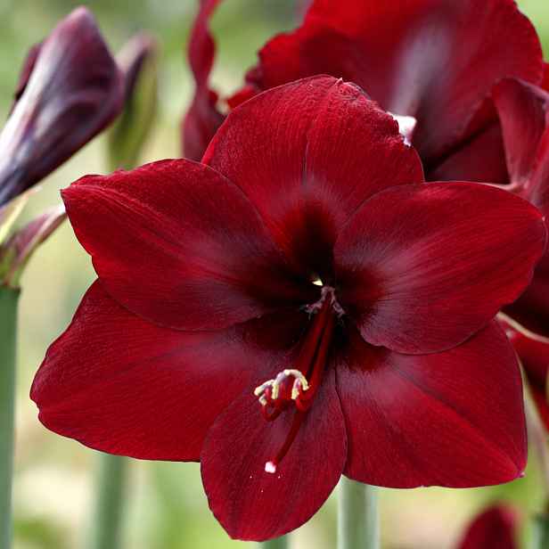 JUB Podzim 26 Amarylis tmavě červený – Hippeastrum