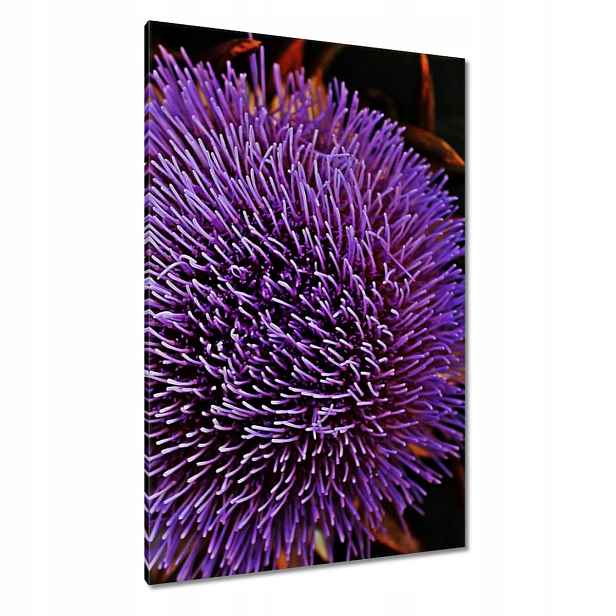 Obrazy 80x120 Květ Fialový Čupiradlo