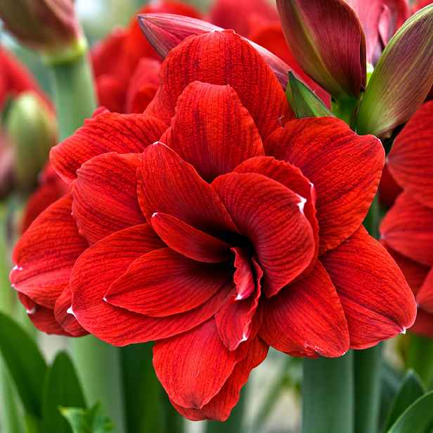 JUB Podzim 26 Amarylis červený plnokvětý – Hippeastrum