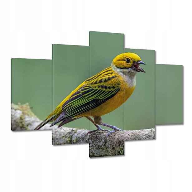 Obrazy 150x105 Pták Tanager stříbrný