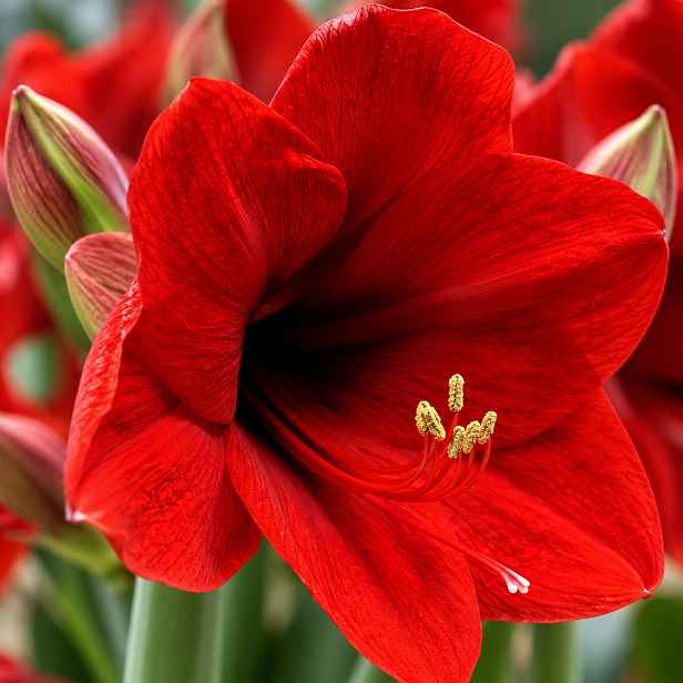 JUB Podzim 26 Amarylis červený Jumbo – Hippeastrum