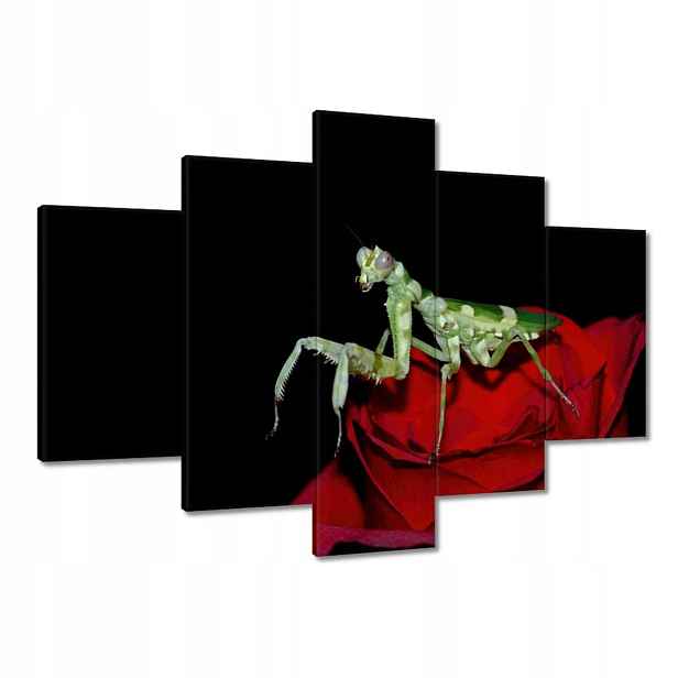 Obrazy 150x105 Modliška červený květ