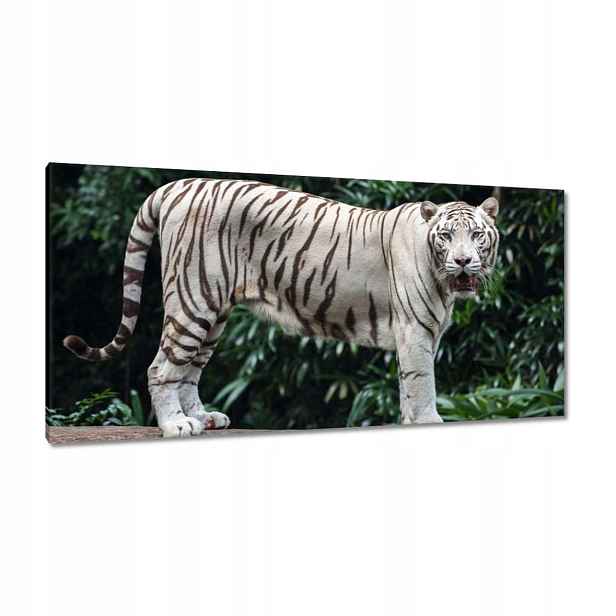 Obrazy 115x55 Bílý tygr Velký Kočka