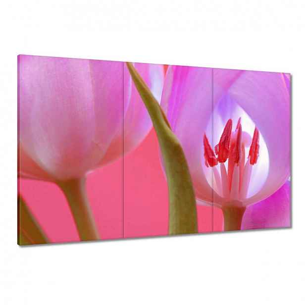 Obrazy 120x80 Růžový tulipán