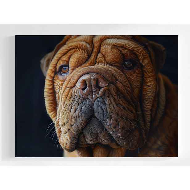 Plakát Zvíře Portrét Zvířátko Mazlíček Pes Shar Pei 100x75