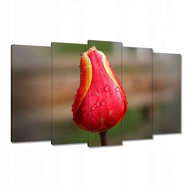 Obrazy 100x60 Červeno-žlutý tulipán