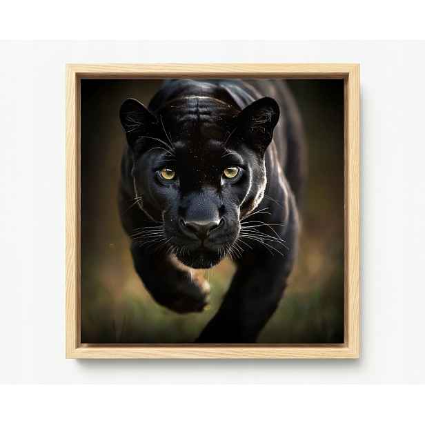 Obraz Rám Americký Box Zvíře Dravec Kočka Černá Pantera Puma 60x60
