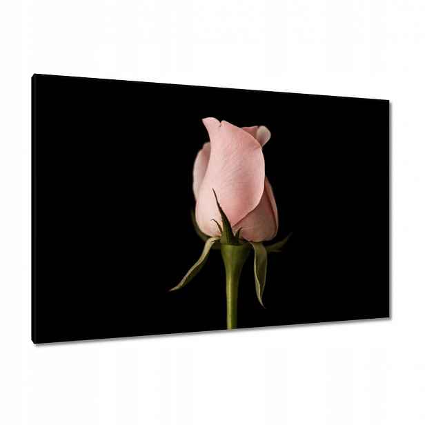Obrazy 120x80 Pudrově růžová růže Květina