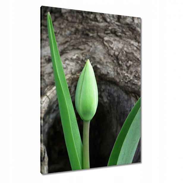 Obrazy 70x100 Zelený tulipán