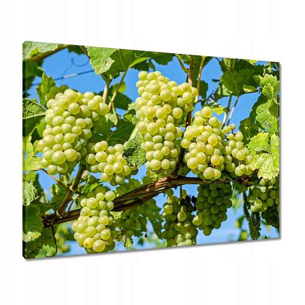 Obrazy 80x60 Zelené hroznové víno