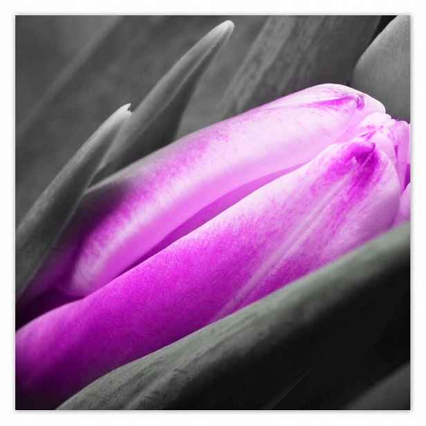 Plakáty 140x140 Fialový tulipán