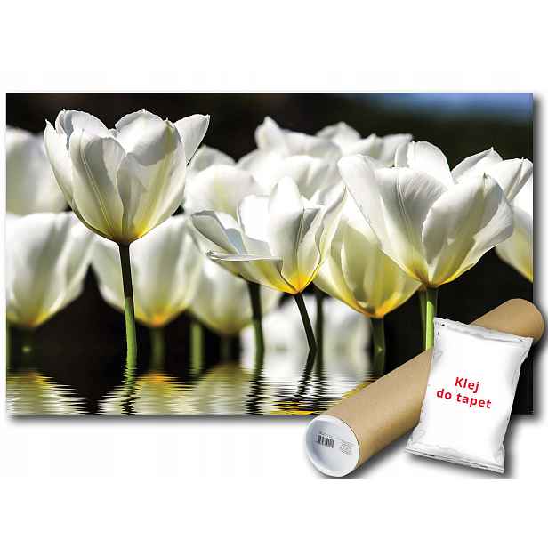 Fototapeta Bílé Tulipány 9C V8 368x254 F1101