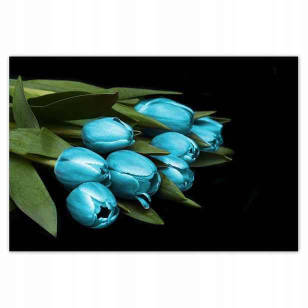 Plakáty 185x125 Tyrkysové tulipány Květina
