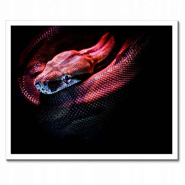 Plakáty v rámu 50x40 Červený had