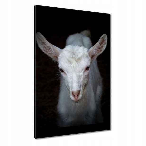 Obrazy 60x90 Bílá malá kozička a zvíře
