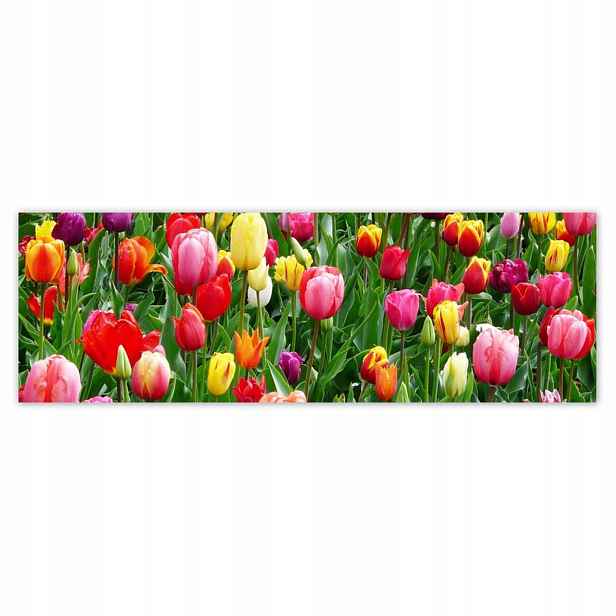 Plakáty 200x66 Barevné tulipány na louce