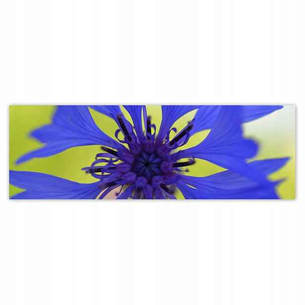 Plakáty 200x66 Chrpa