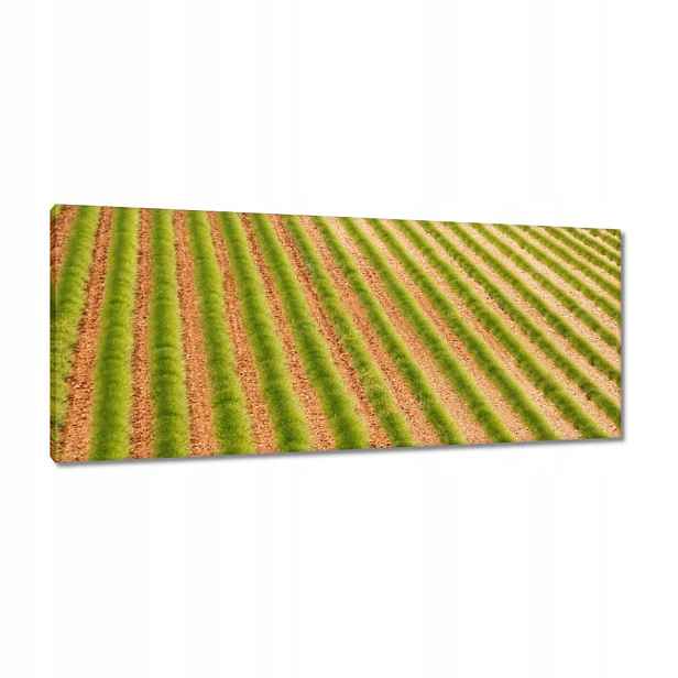 Obrazy 100x40 Zelená Provence