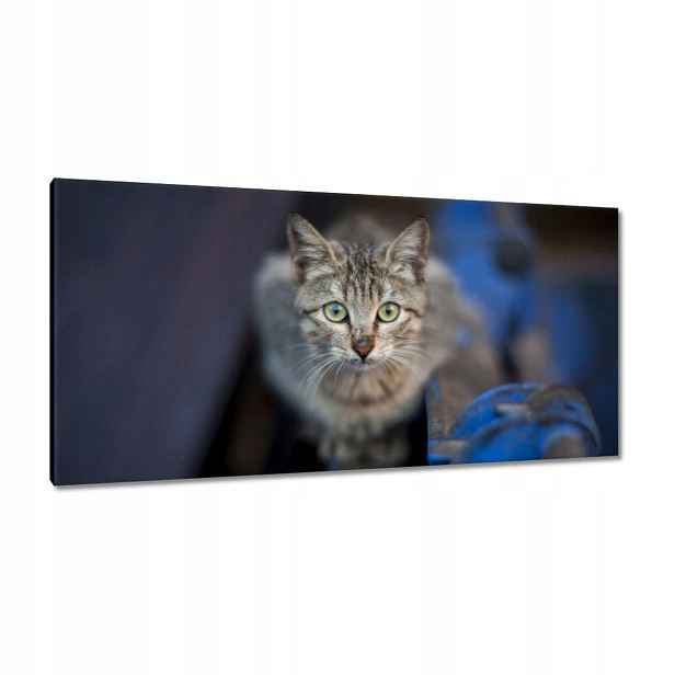 Obrazy 115x55 Kočka Kotě Kočičky Kočička