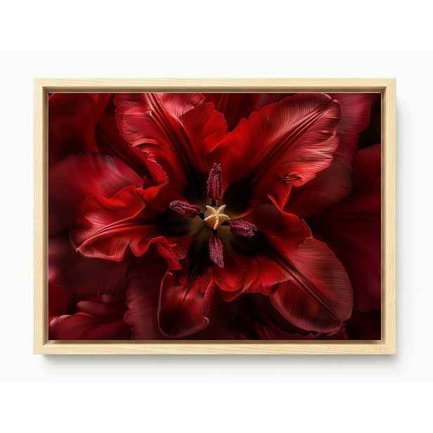 Obraz Rám Americký Box Makro Fotografie Květ Červený Tulipán 80x60