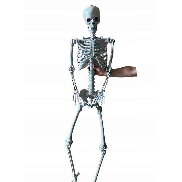 Velká kostra Resteq 180 cm Anatomický model člověka, přesné detaily