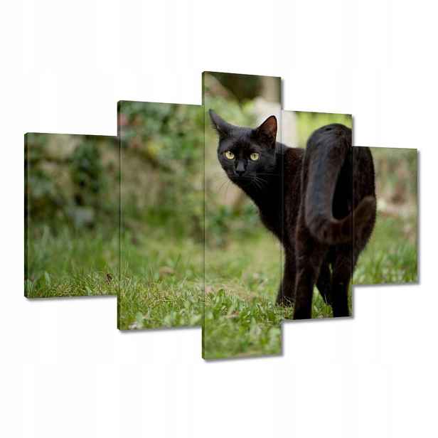 Obrazy 150x105 Kočka Kotě Kočičky Kočička