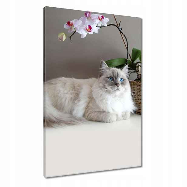 Obrazy 60x90 Kočka plemene Ragdoll