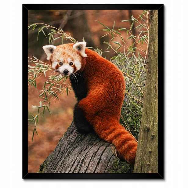 Plakáty v rámu 40x50 Pandka rudá panda malá panda červená menší