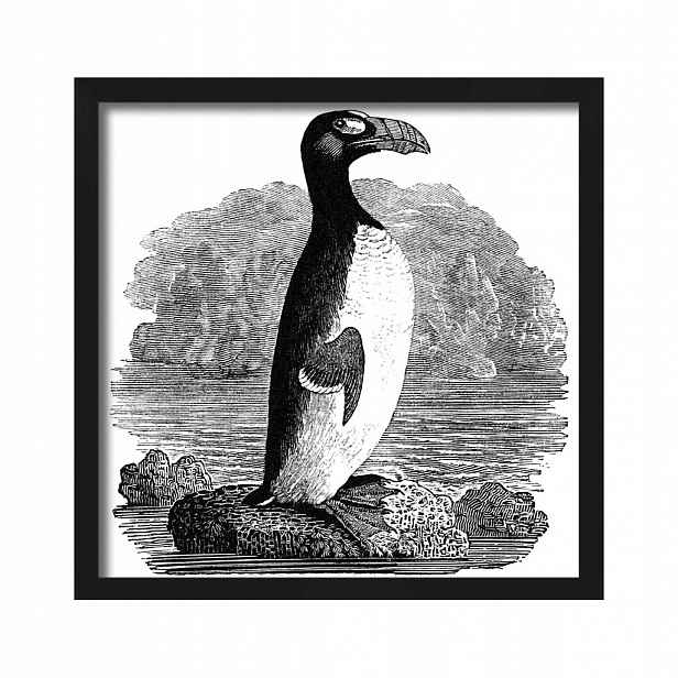 Obraz-grafika Thomas Bewick tučňák černobílý