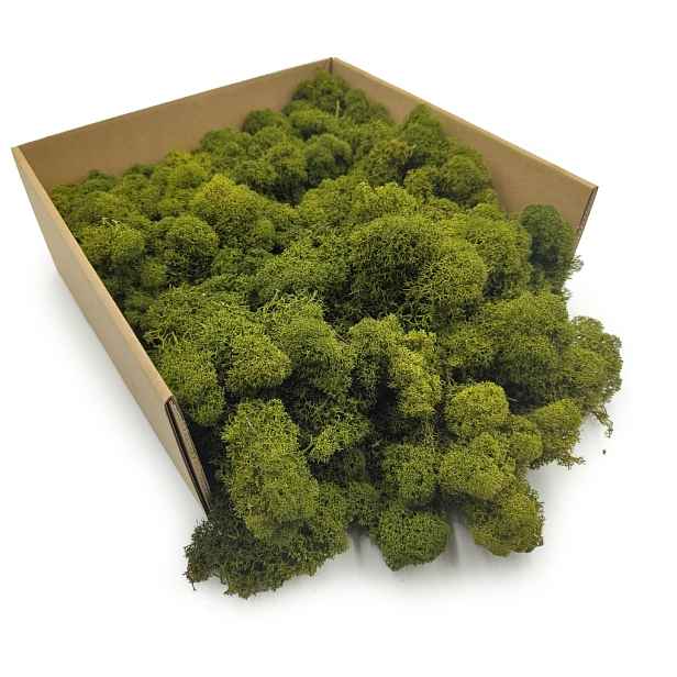 Mech Chrobotek Reniferový Finský Očištěný Olivový 500g