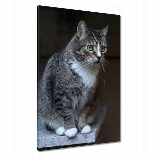 Obrazy 60x90 Kočička Kočky Kicia