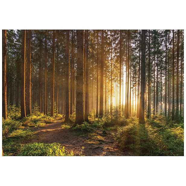 Fototapeta Les slunce Zelený les Stíny 254x184 vinylová lepidlo