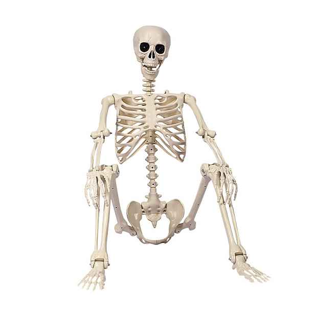 Kostra Člověka 165 CM Pohyblivý Model Anatomický Halloween Pvc