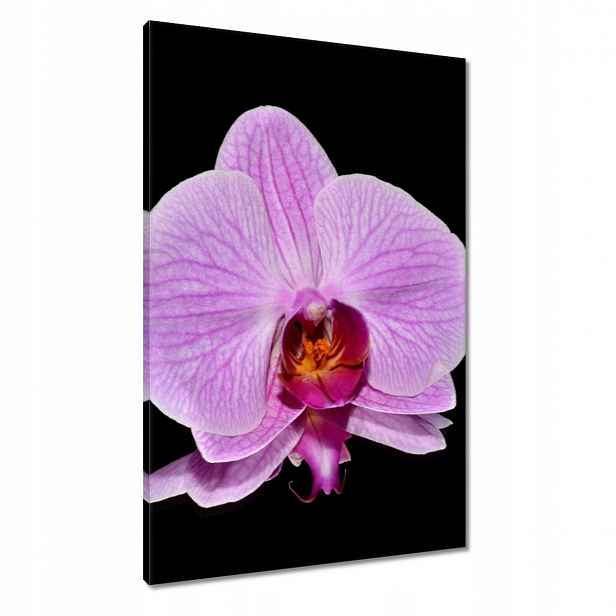 Obrazy 60x90 Fialový orchidej