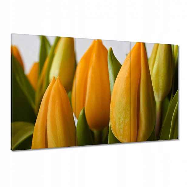 Obrazy 120x80 Žluté tulipány