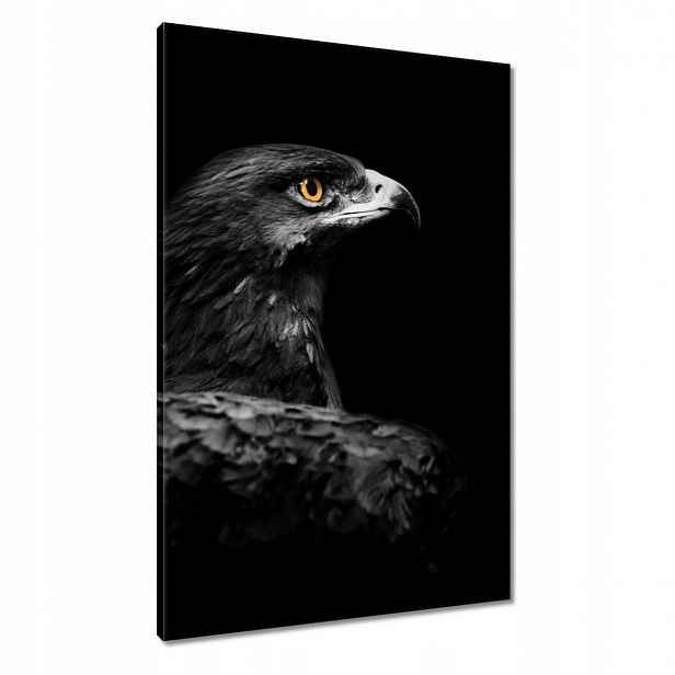 Obrazy 60x90 Orel na černém pozadí