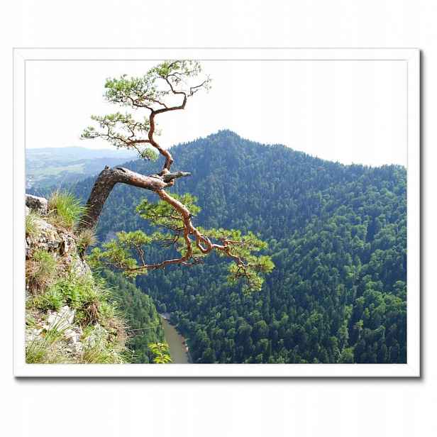 Plakáty v rámu 50x40 Osamělý strom