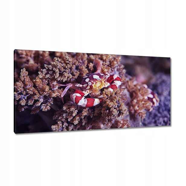 Obrazy 115x55 Modrý mořský svět