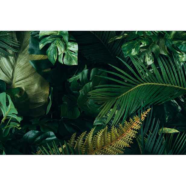 Fototapeta Monstera Palma Listy M02 196x260