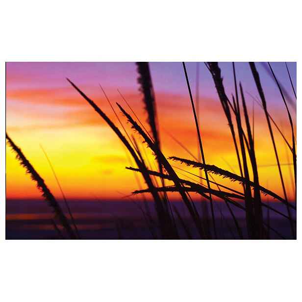 Fototapeta Západ slunce v trávě Gradient fialová-růžová 200x140 lepidlo
