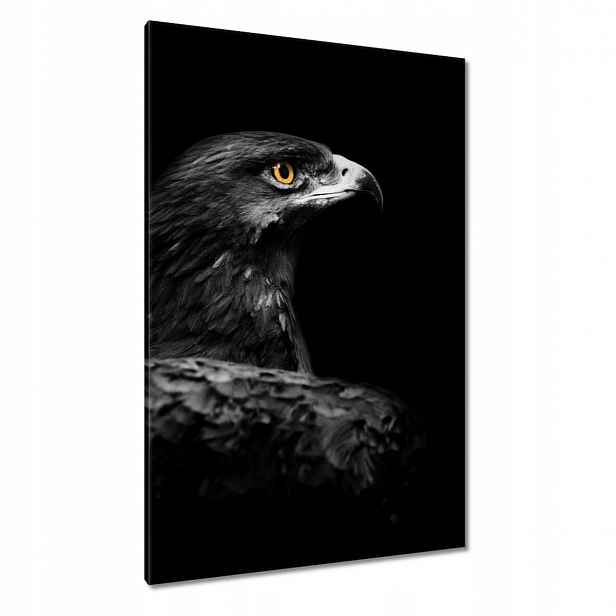 Obrazy 80x120 Orel na černém pozadí