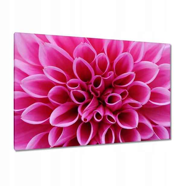 Obrazy 120x80 Lilie
