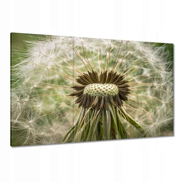Obrazy 120x80 Pampeliška makro fotografie