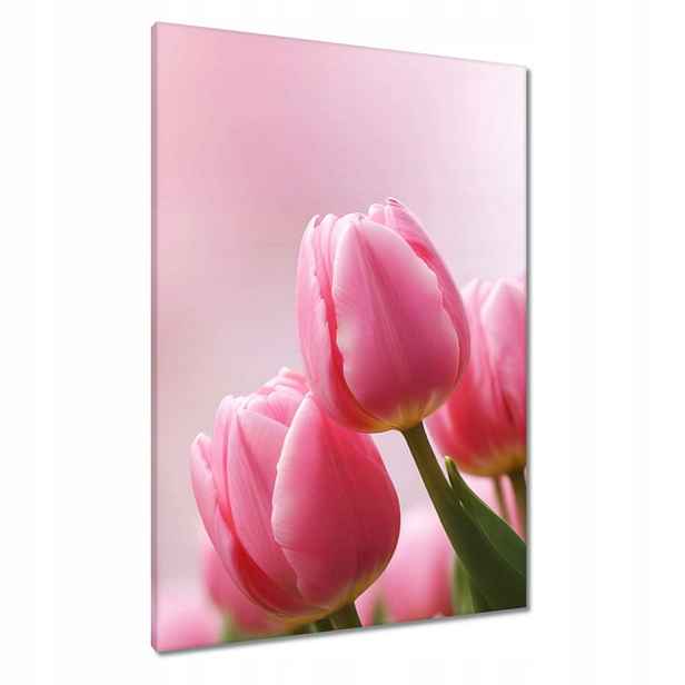Obrazy 70x100 Růžové tulipány