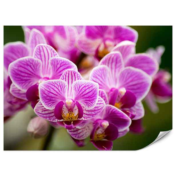 Muralo FOTOTAPETA do Obývacího Pokoje Fialová Kytice Orchidejí Květiny 300x210