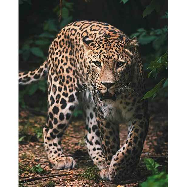 TP Dětská deka 120x150 – Leopard Green