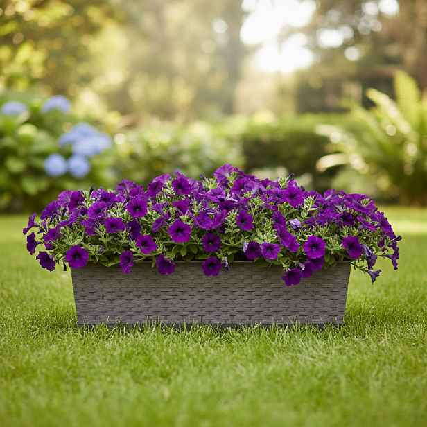 ProsperPlast Květináč RATOLLA CASE | mocca 58,7 cm