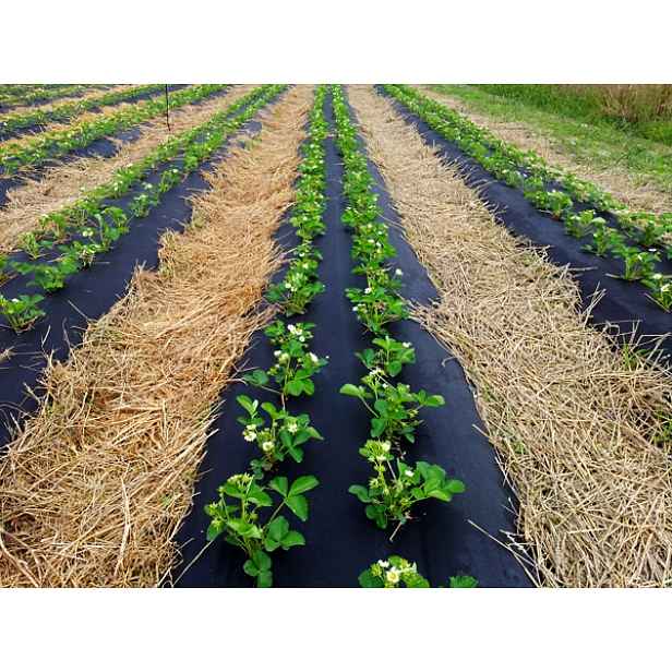 Agrotextilie plevel 110 cm x 50 m pro Jahody Okurky Tuje Pod Kůru Kámen
